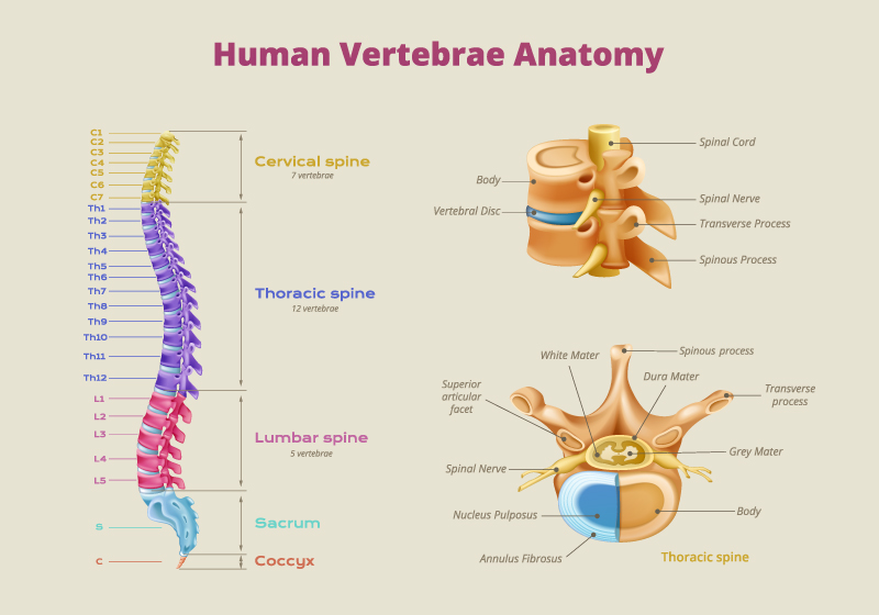 Entendendo a Coluna Vertebral